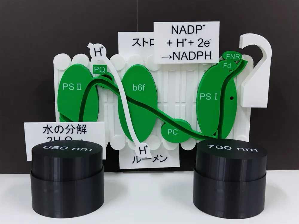 Linear Electron Transport in Photosynthesis by user_2177093746 ...