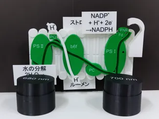 Linear Electron Transport in Photosynthesis
