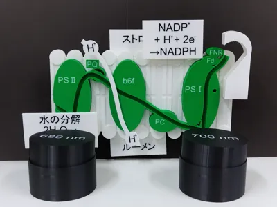 Linear Electron Transport in Photosynthesis