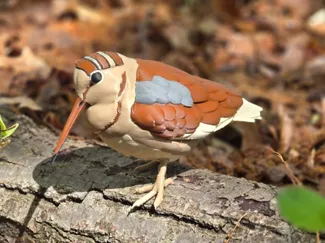 American Woodcock