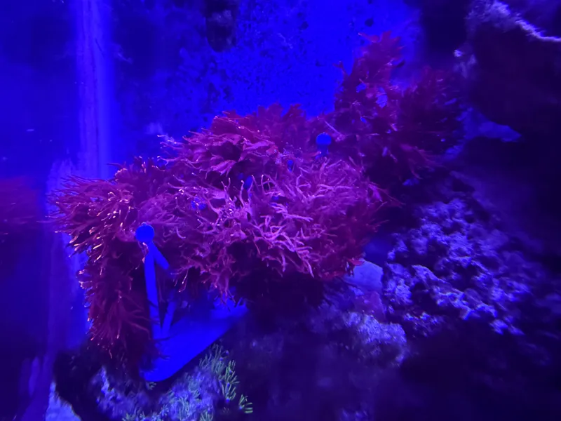 Aquarium Algae Trellis