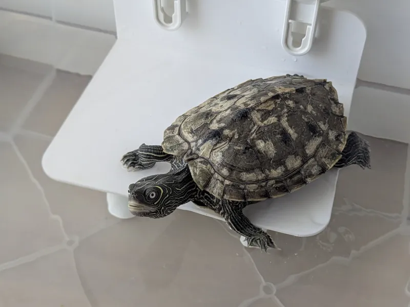 Turtle Basking Platform
