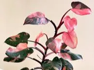 Philodendron Pink Congo – A Dreamy Indoor Plant
