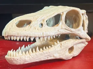 Life-Size Velociraptor Skull (With Display Stand)