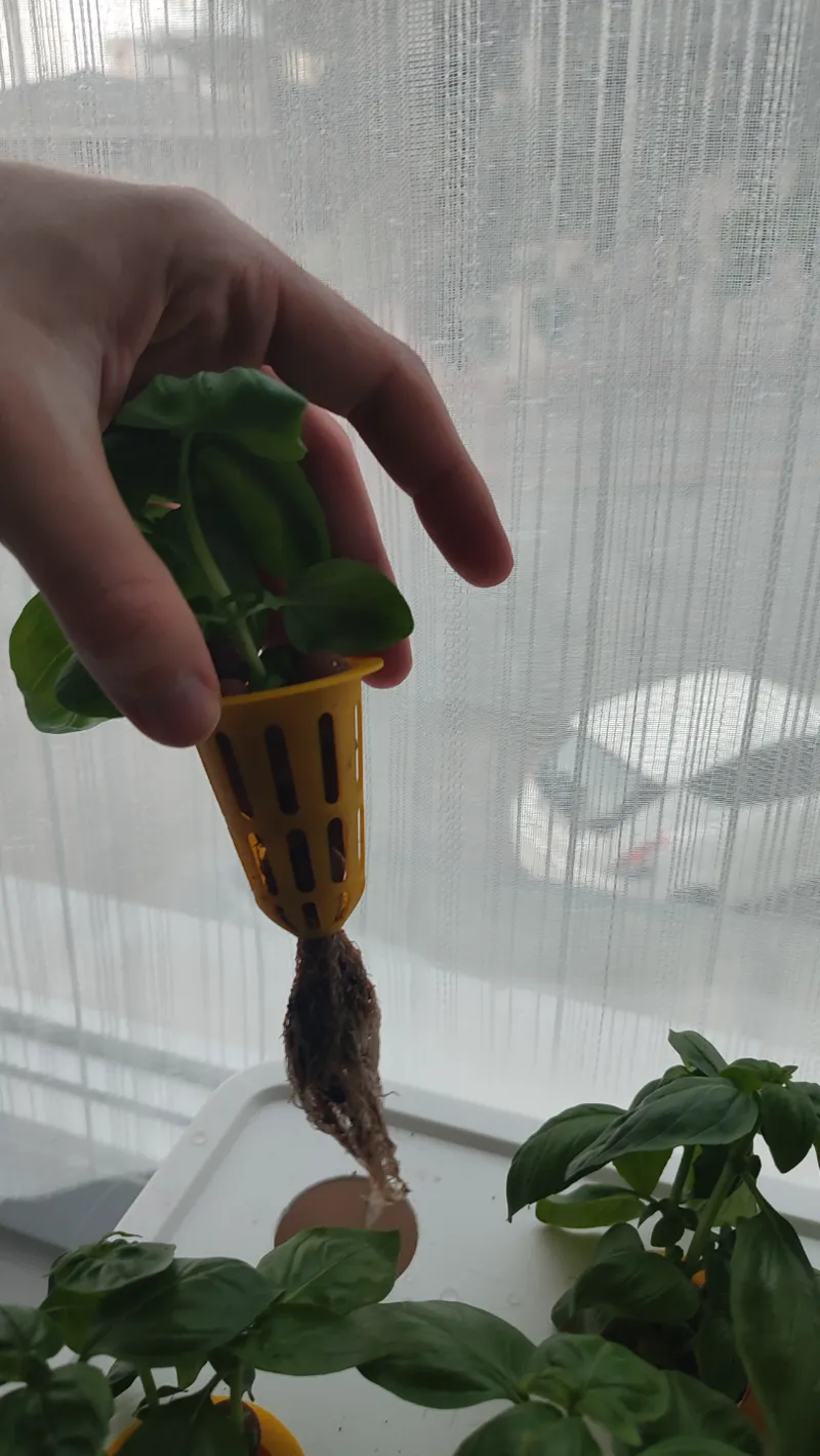Hydroponics Pot