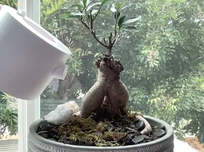 Watering Pot