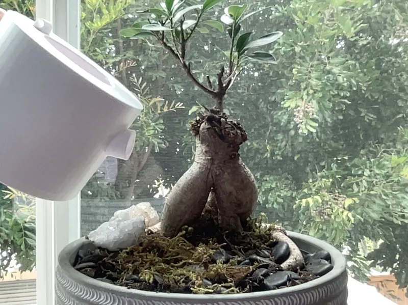 Watering Pot