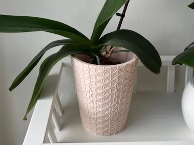 orchid pot Flower Of Life