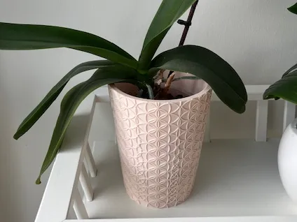 orchid pot Flower Of Life