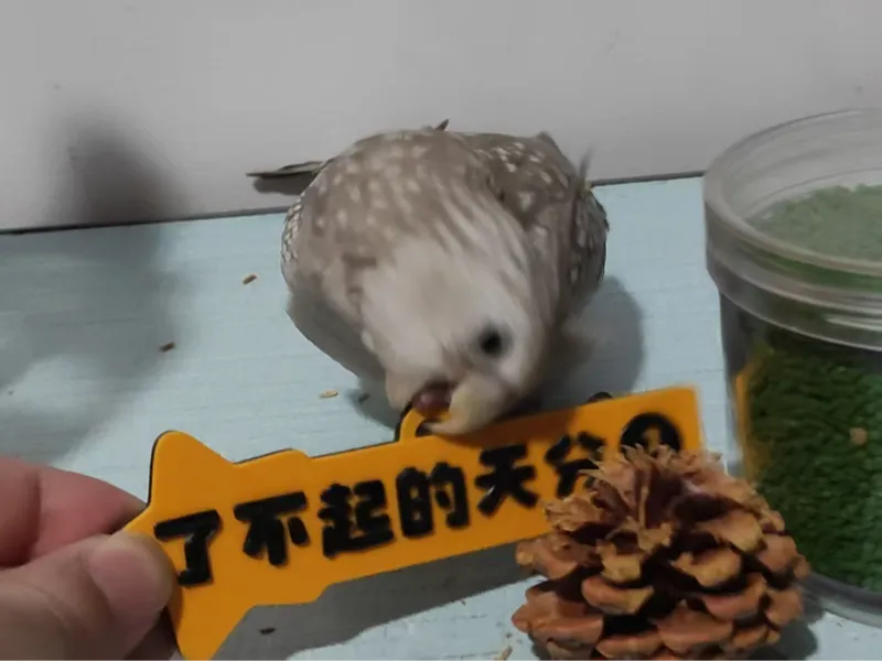 了不起的天分！洛克王国钥匙扣