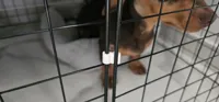 v2 - bad doggo version