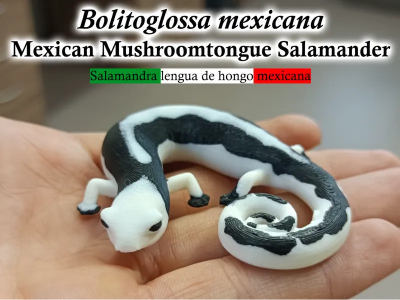 Mushroomtongue Salamander Bolitoglossa mexicana