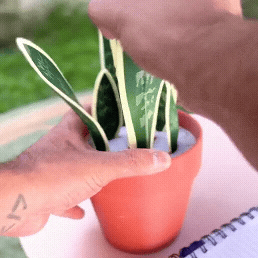 Sansevieira Plant with Pens and Piggy bank