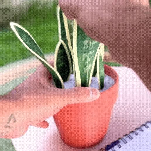 Sansevieira Plant with Pens and Piggy bank