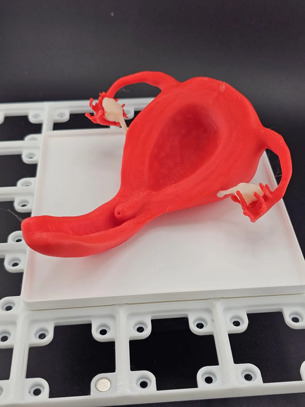 Gridfinity Anatomy 3x3 Uterus, Vagina, Cervix - Free 3D Print Model ...