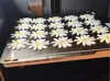 Multiple daisy flowers (20)