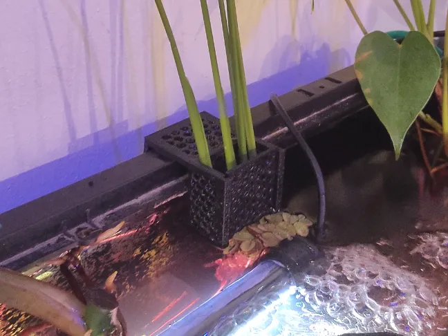 Aquarium Plant Holder Pothos