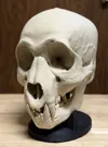 0.16mm layer, 3 walls, 15% infill 80%