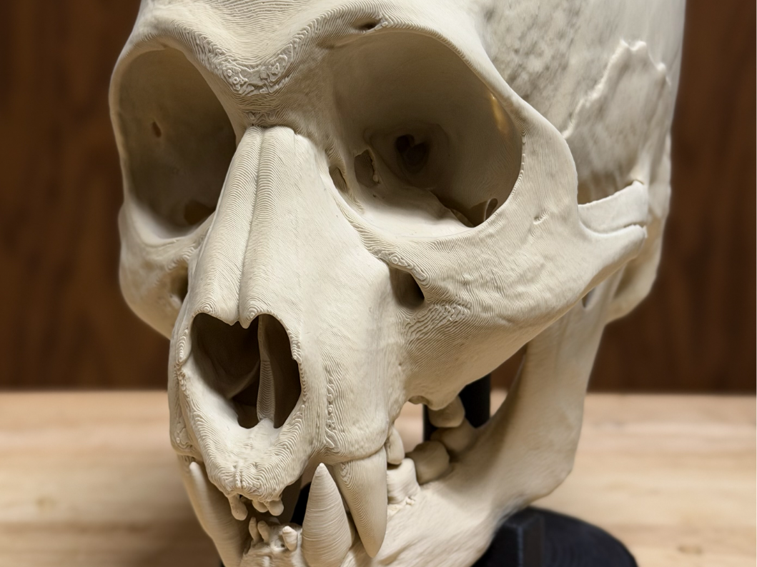 Hyperrealistic Werecougar Skull
