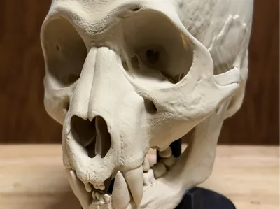 Hyperrealistic Werecougar Skull