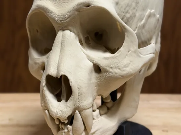 https://makerworld.bblmw.com/makerworld/model/USc5c576fa0a4eb7/design/e57f10c6036cf4bc.jpeg
