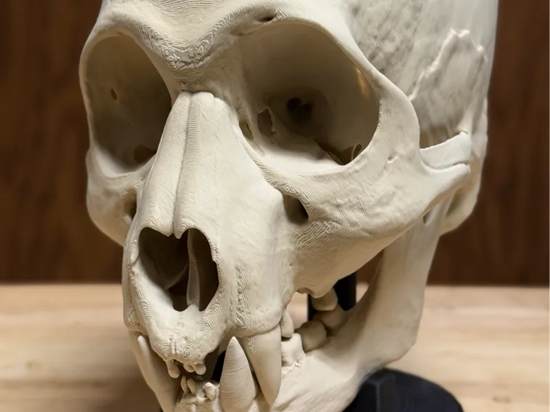 Hyperrealistic Werecougar Skull