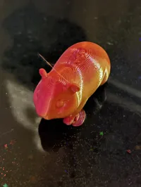 Petit cochon d'Inde — photo 4