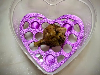 Alocasia Corm Riser Heart
