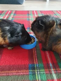 Gamelle pour cochon d'Inde — photo 3