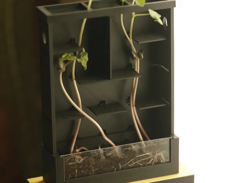 Laberinto Vegetal