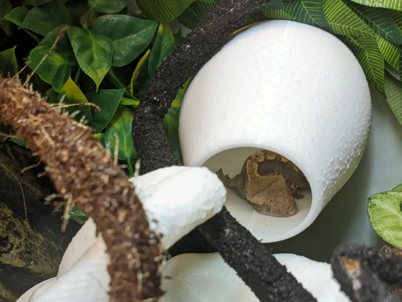 Suction Cup Gecko Hide