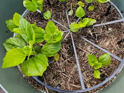 30cm Strawberry & low hanging fruit plant support