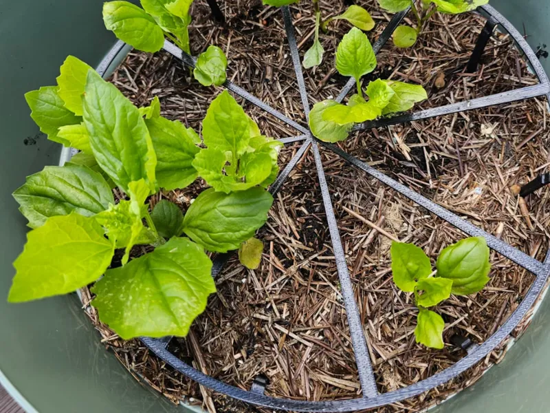 30cm Strawberry & low hanging fruit plant support