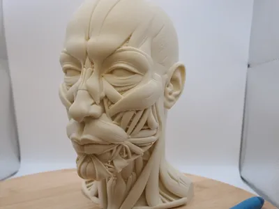 Anatomy muscles head