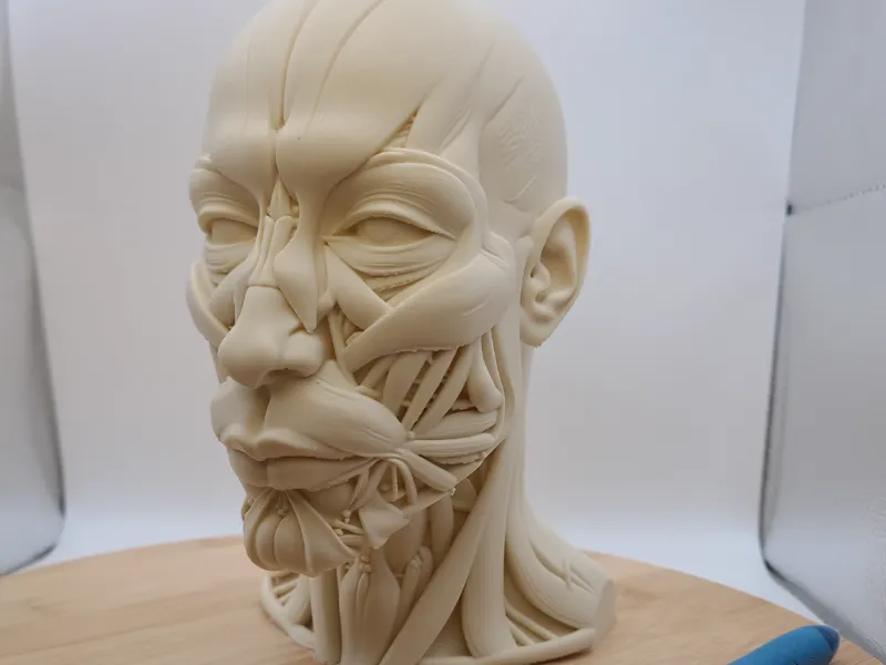 Anatomy muscles head