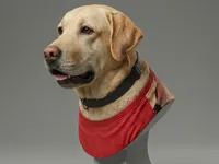 Buste de Labrador Retriever — photo 2