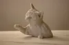 Cat only
