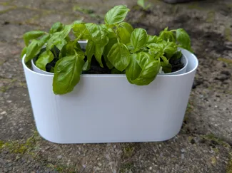 Self-Watering Basil Herb Plant Vase