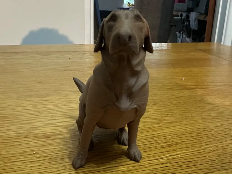 Labrador Sitting