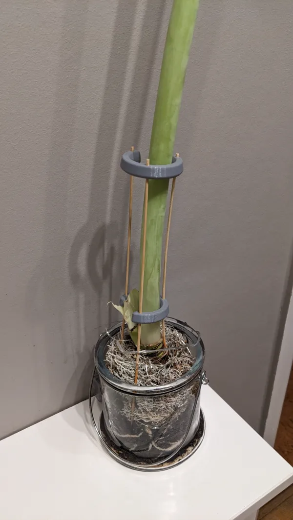 Tuteur pour fleur d'amaryllis