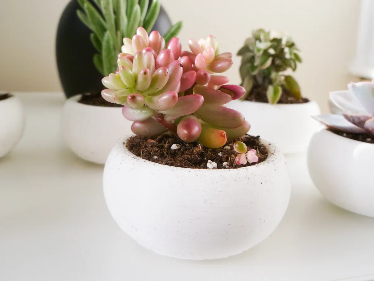 Mini jardinière succulentes style bonsaï