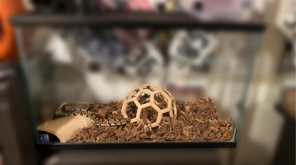 Snake Hexball Playground By Djdonago1 MakerWorld snake-hexball-playground-by-djdonago1-makerworld