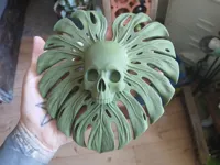 Crâne feuille de monstera — photo 5