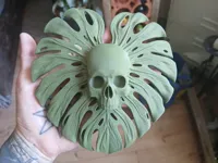 Crâne feuille de monstera — photo 2
