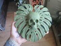 Crâne feuille de monstera — photo 3