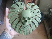 Crâne feuille de monstera — photo 6
