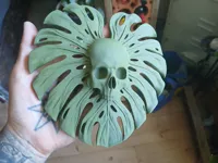 Crâne feuille de monstera — photo 4