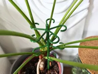 stem hooks with stake support - H series