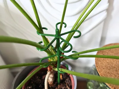 Plant stem support with hooks