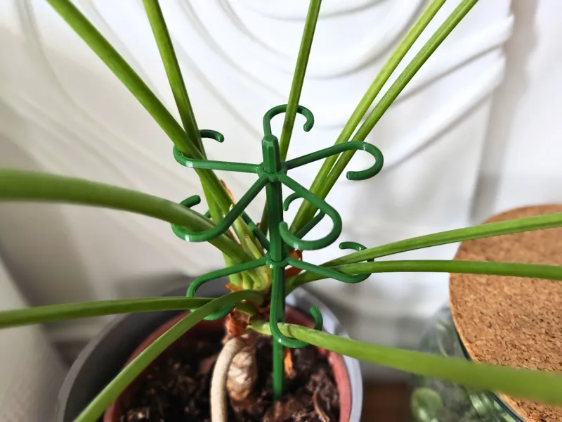 Plant stem support with hooks